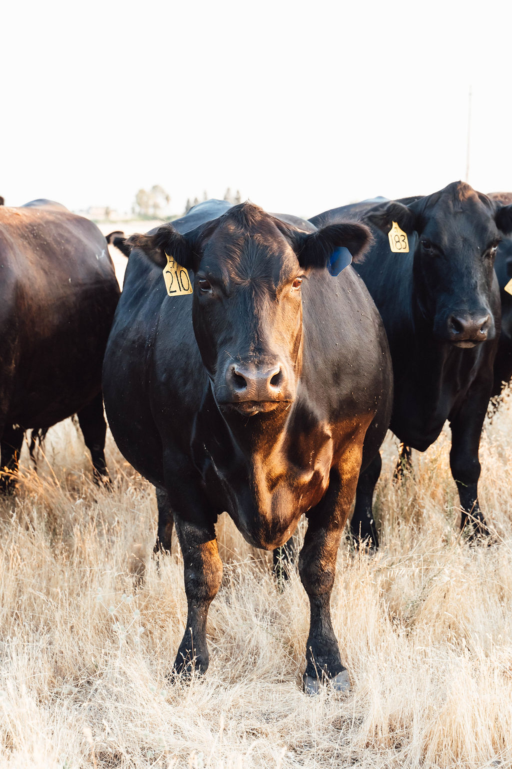 Black Angus cattle with visible ear tags showing individual identification system