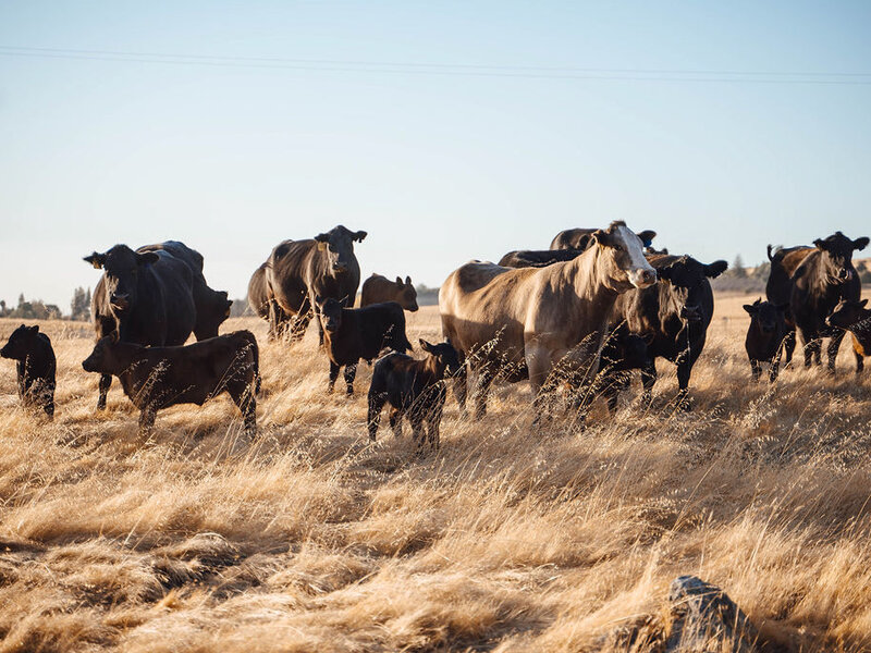 Cattle on a ranch